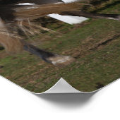 Bob Langrish | Grijze Andalucian Stallion Rearing Poster (Hoek)