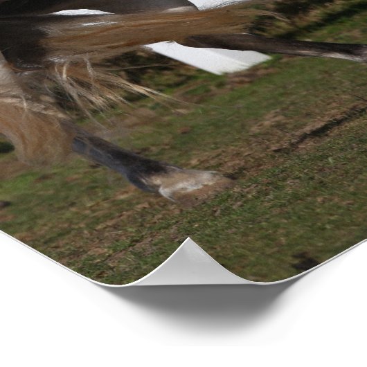 Bob Langrish | Grijze Andalucian Stallion Rearing Poster (Hoek)