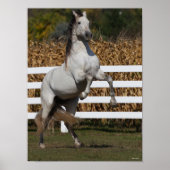 Bob Langrish | Grijze Andalucian Stallion Rearing Poster (Voorkant)