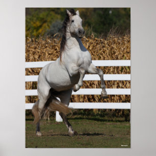 Bob Langrish Grijze Andalucian Stallion Rearing Poster