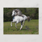 Bob Langrish | Grijze Andalucian Stallion Running Briefkaart (Voorkant)
