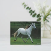 Bob Langrish | Grijze Andalucian Stallion Running Briefkaart (Staand voorkant)