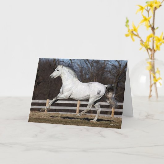 Bob Langrish | Grijze Andalucian Stallion Running Kaart (Gele Bloem)