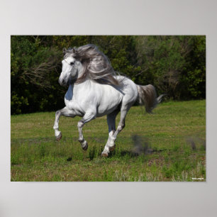 Bob Langrish Grijze Andalucian Stallion Running Poster