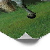 Bob Langrish | Grijze Andalucian Stallion Running Poster (Hoek)