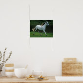 Bob Langrish | Grijze Andalucian Stallion Running Poster (Keuken)