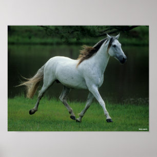 Bob Langrish   Grijze Andalucian Stallion Running Poster