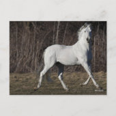 Bob Langrish | Grijze Andalucian Stallion Walking Briefkaart (Voorkant)