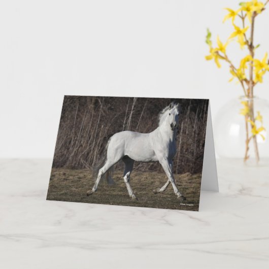 Bob Langrish | Grijze Andalucian Stallion Walking Kaart (Gele Bloem)