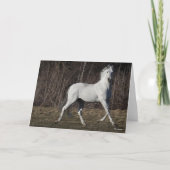 Bob Langrish | Grijze Andalucian Stallion Walking Kaart (Voorkant)