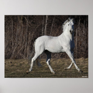 Bob Langrish   Grijze Andalucian Stallion Walking Poster