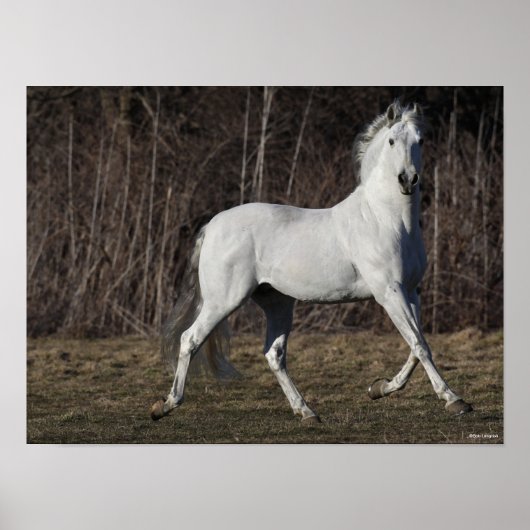 Bob Langrish | Grijze Andalucian Stallion Walking Poster (Voorkant)