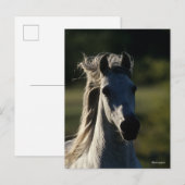 Bob Langrish | Grijze Andalusiaanse hoofdfoto met  Briefkaart (Voorkant / Achterkant)