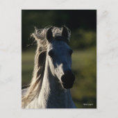 Bob Langrish | Grijze Andalusiaanse hoofdfoto met  Briefkaart (Voorkant)