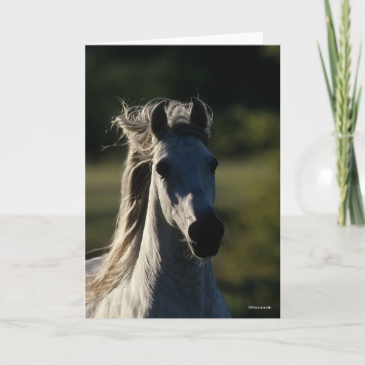 Bob Langrish | Grijze Andalusiaanse hoofdfoto met  Kaart (Voorkant)