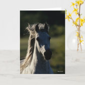 Bob Langrish | Grijze Andalusiaanse hoofdfoto met  Kaart (Gele Bloem)