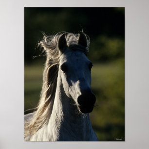 Bob Langrish   Grijze Andalusiaanse hoofdfoto met  Poster