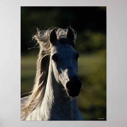 Bob Langrish | Grijze Andalusiaanse hoofdfoto met  Poster (Voorkant)