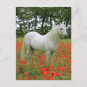 Bob Langrish | Grijze Arabier in de rode bloemen Briefkaart (Voorkant)