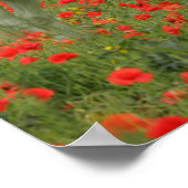 Bob Langrish | Grijze Arabier in de rode bloemen Poster (Hoek)