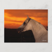 Bob Langrish | Grijze Arabische foto op Sunset Briefkaart (Voorkant)