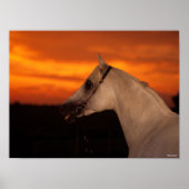 Bob Langrish | Grijze Arabische foto op Sunset Poster (Voorkant)