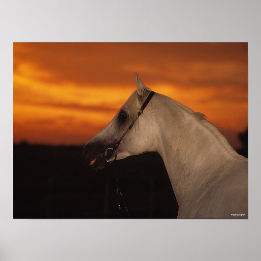 Bob Langrish | Grijze Arabische foto op Sunset Poster (Voorkant)