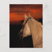 Bob Langrish | Grijze Arabische foto op zonsonderg Briefkaart (Voorkant)