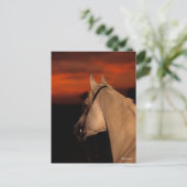 Bob Langrish | Grijze Arabische foto op zonsonderg Briefkaart (Staand voorkant)