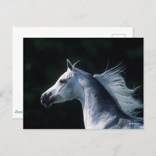 Bob Langrish Grijze Arabische hoofdfoto 3 Briefkaart