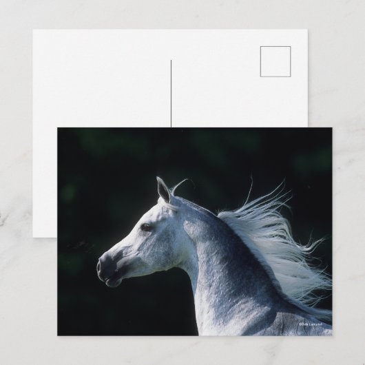 Bob Langrish | Grijze Arabische hoofdfoto 3 Briefkaart (Voorkant / Achterkant)