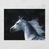 Bob Langrish | Grijze Arabische hoofdfoto 3 Briefkaart (Voorkant)