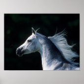 Bob Langrish | Grijze Arabische hoofdfoto 3 Poster (Voorkant)