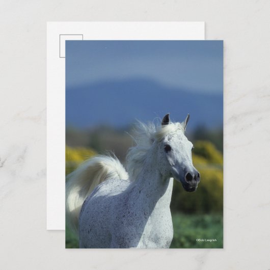 Bob Langrish | Grijze Arabische hoofdfoto Briefkaart (Voorkant / Achterkant)