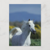 Bob Langrish | Grijze Arabische hoofdfoto Briefkaart (Voorkant)