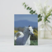 Bob Langrish | Grijze Arabische hoofdfoto Briefkaart (Staand voorkant)