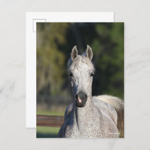 Bob Langrish Grijze Arabische hoofdfoto Briefkaart