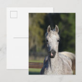 Bob Langrish | Grijze Arabische hoofdfoto Briefkaart (Voorkant / Achterkant)