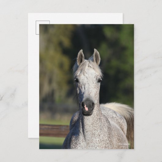 Bob Langrish | Grijze Arabische hoofdfoto Briefkaart (Voorkant / Achterkant)