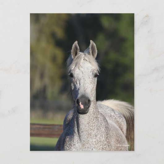 Bob Langrish | Grijze Arabische hoofdfoto Briefkaart (Voorkant)