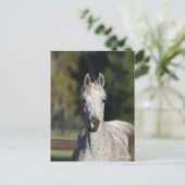 Bob Langrish | Grijze Arabische hoofdfoto Briefkaart (Staand voorkant)