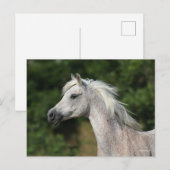 Bob Langrish | Grijze Arabische hoofdfoto Briefkaart (Voorkant / Achterkant)