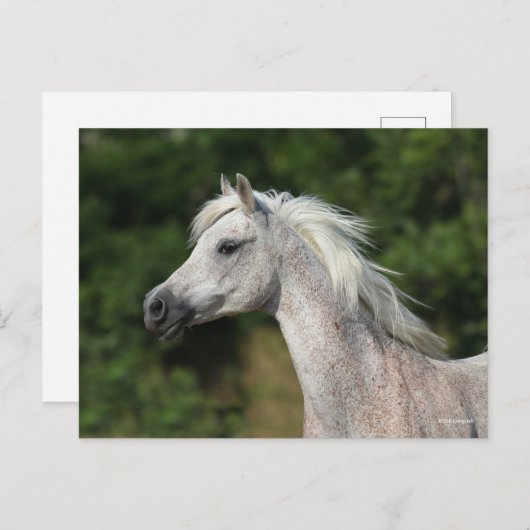 Bob Langrish | Grijze Arabische hoofdfoto Briefkaart (Voorkant / Achterkant)