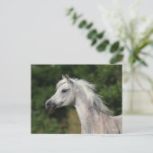 Bob Langrish | Grijze Arabische hoofdfoto Briefkaart (Staand voorkant)