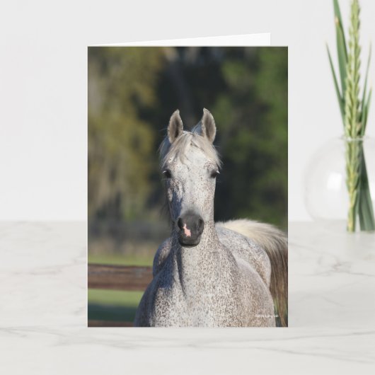 Bob Langrish | Grijze Arabische hoofdfoto Kaart (Voorkant)