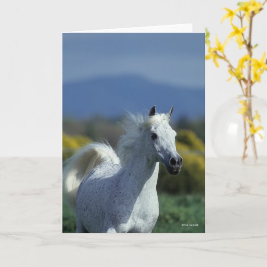 Bob Langrish | Grijze Arabische hoofdfoto Kaart (Gele Bloem)