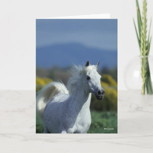 Bob Langrish   Grijze Arabische hoofdfoto Kaart