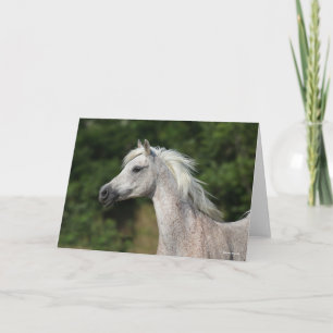 Bob Langrish   Grijze Arabische hoofdfoto Kaart