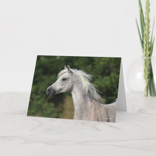 Bob Langrish | Grijze Arabische hoofdfoto Kaart (Voorkant)