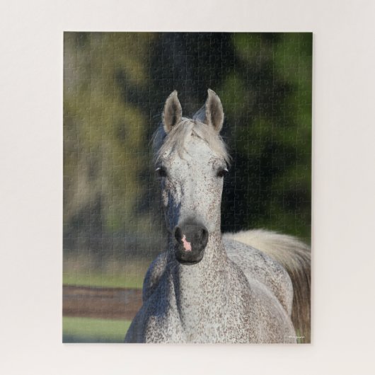 Bob Langrish | Grijze Arabische hoofdfoto Legpuzzel (Verticaal)
